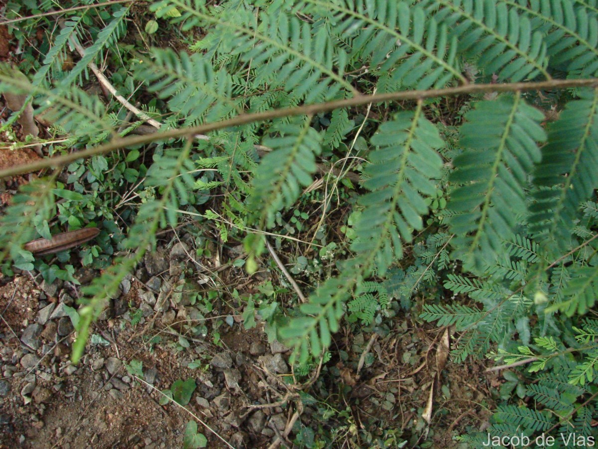 Phyllanthus racemosus L.f.